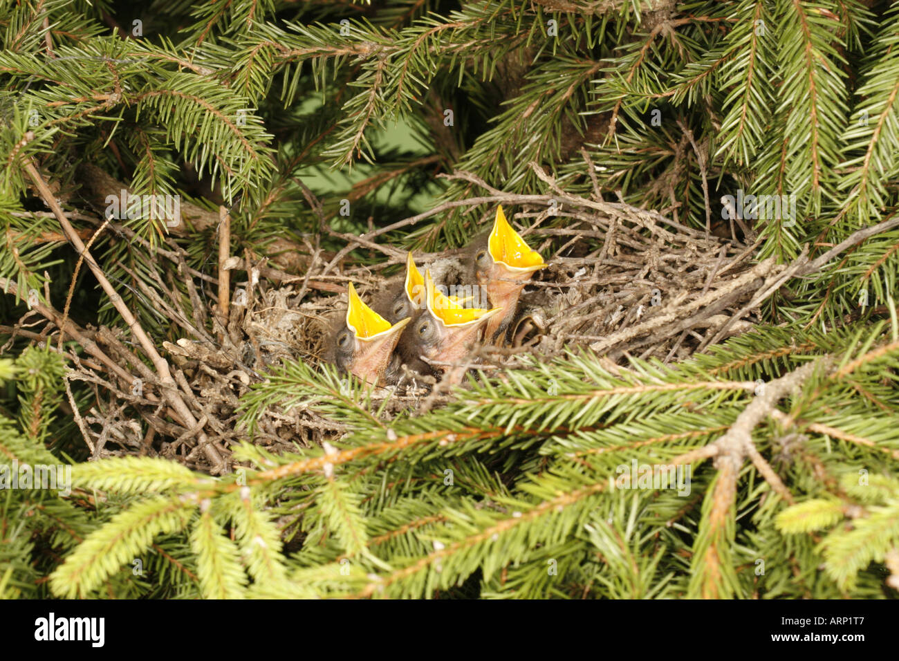 Northern Mockingbird Nestlings in Spruce Tree Stock Photo