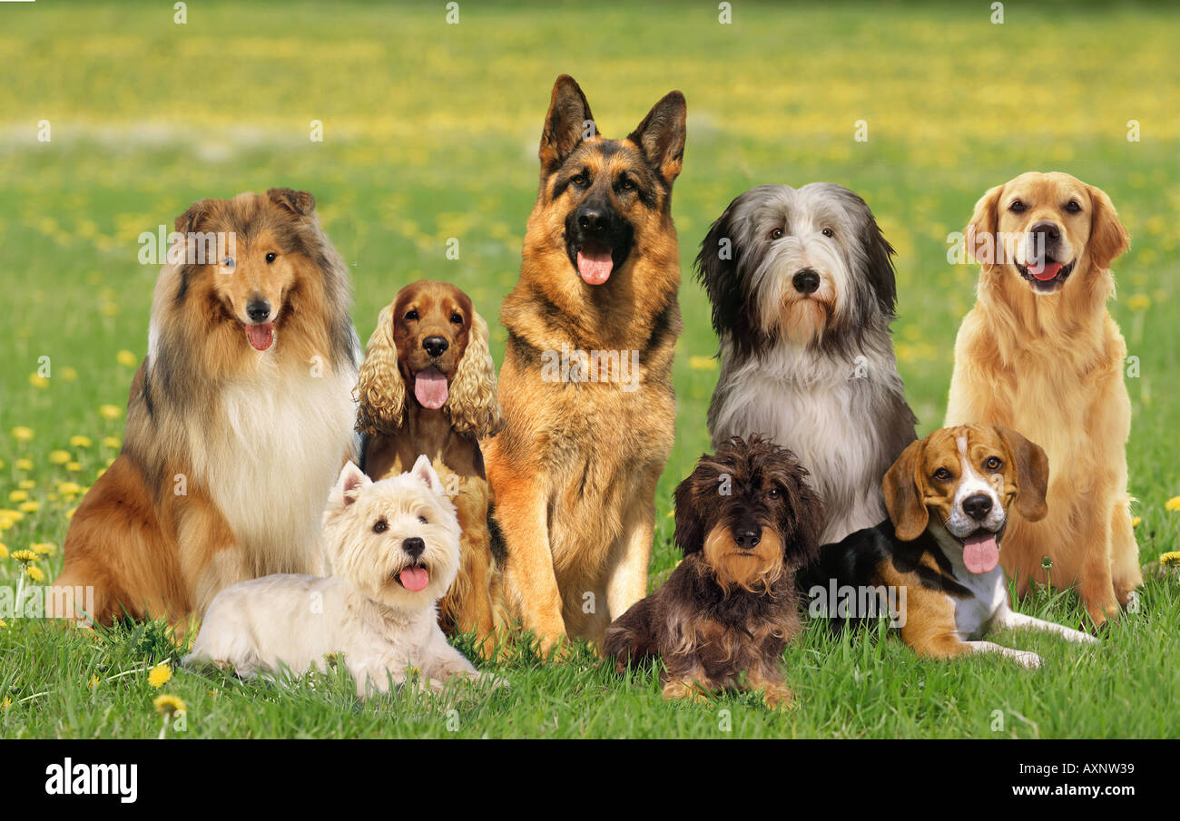 Group of dogs of different breeds Stock Photo