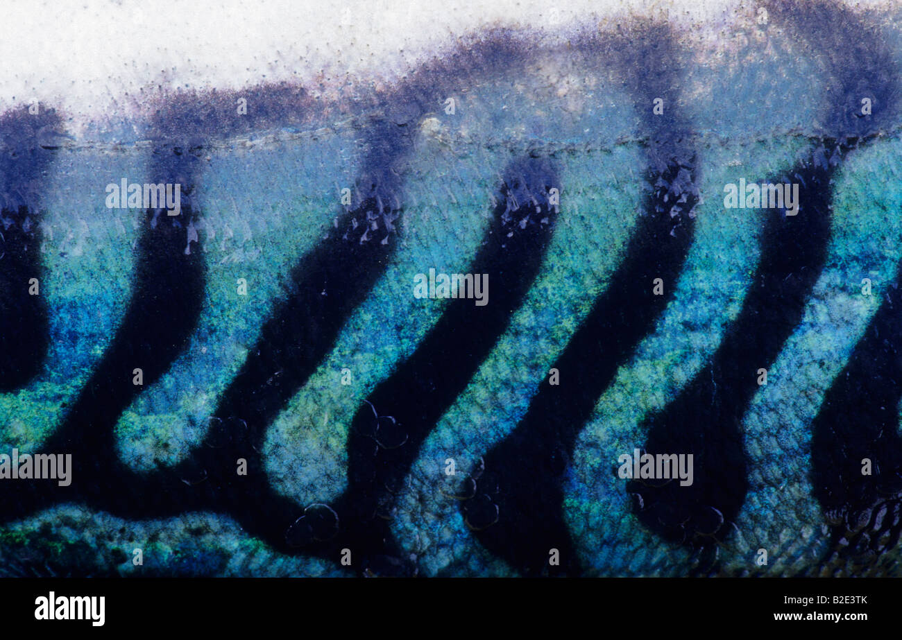 natural pattern on the back of an Atlantic mackerel, Scomber scombrus, Norway Stock Photo