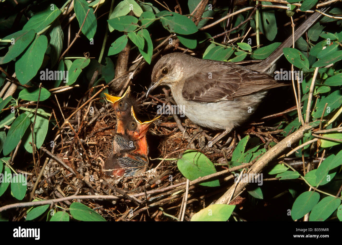 Northern mockingbird (Mimus polyglottos) with chicks, New Jersey, USA Stock Photo