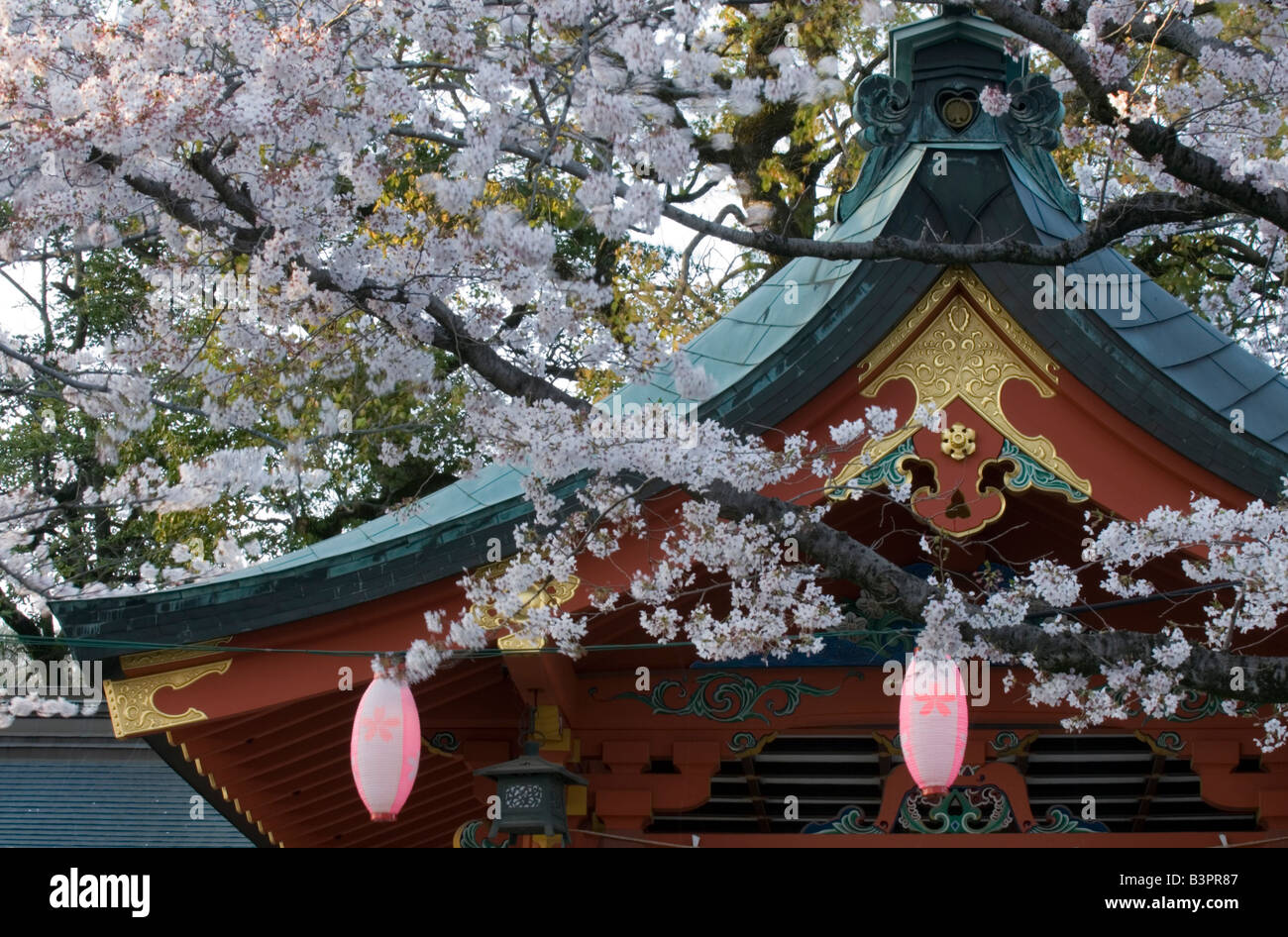 Cherry blossoms and pink lanterns adorn the sweeping roof of Fujisan Hongu Sengen Taisha shrine near Fujinomiya Stock Photo