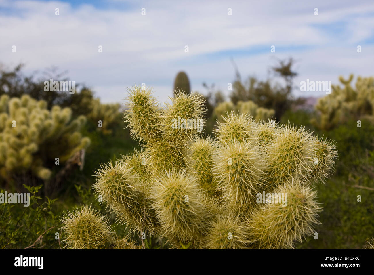 Field of Cactus  in the desert outisde Phoenix AZ. Just north of Saguaro Lake  at Butcher Jones in Tonto National Forest Stock Photo