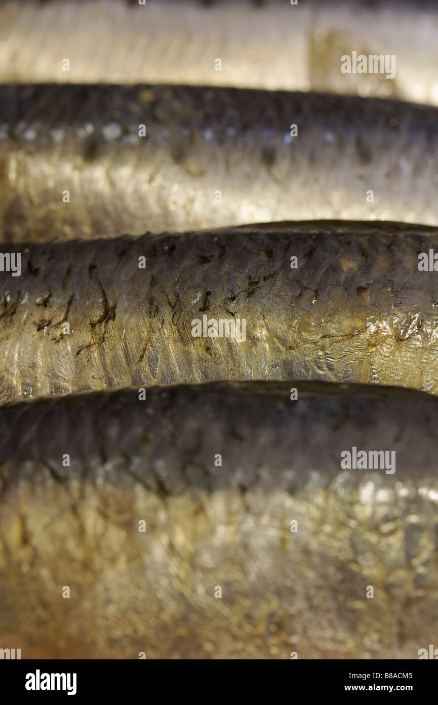 Mackerel Stock Photo