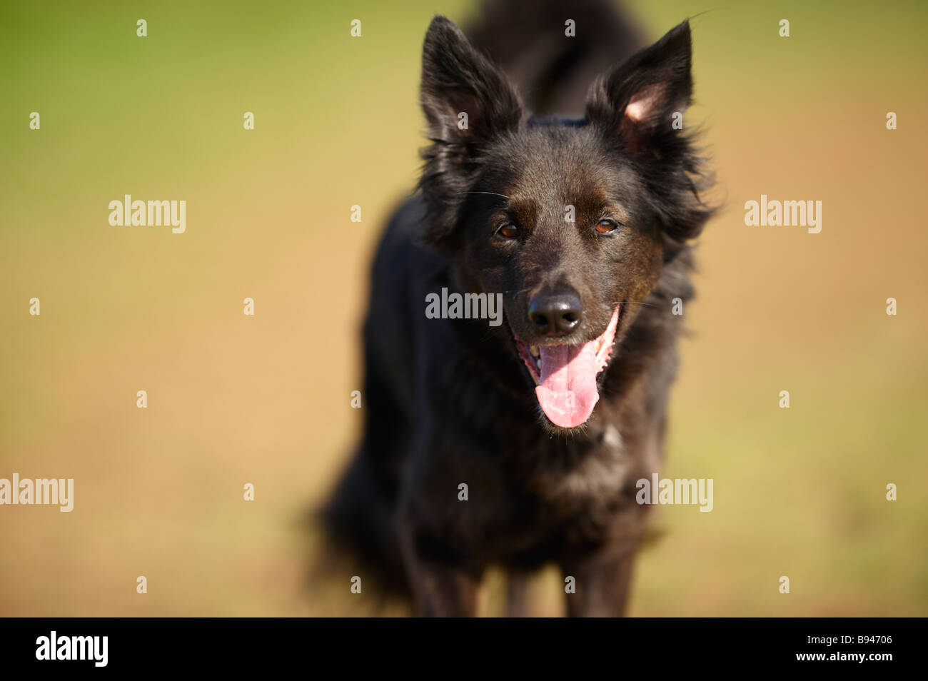 Black collie / Alsatian cross dog running with ears perked up and panting outside in sunshine Stock Photo