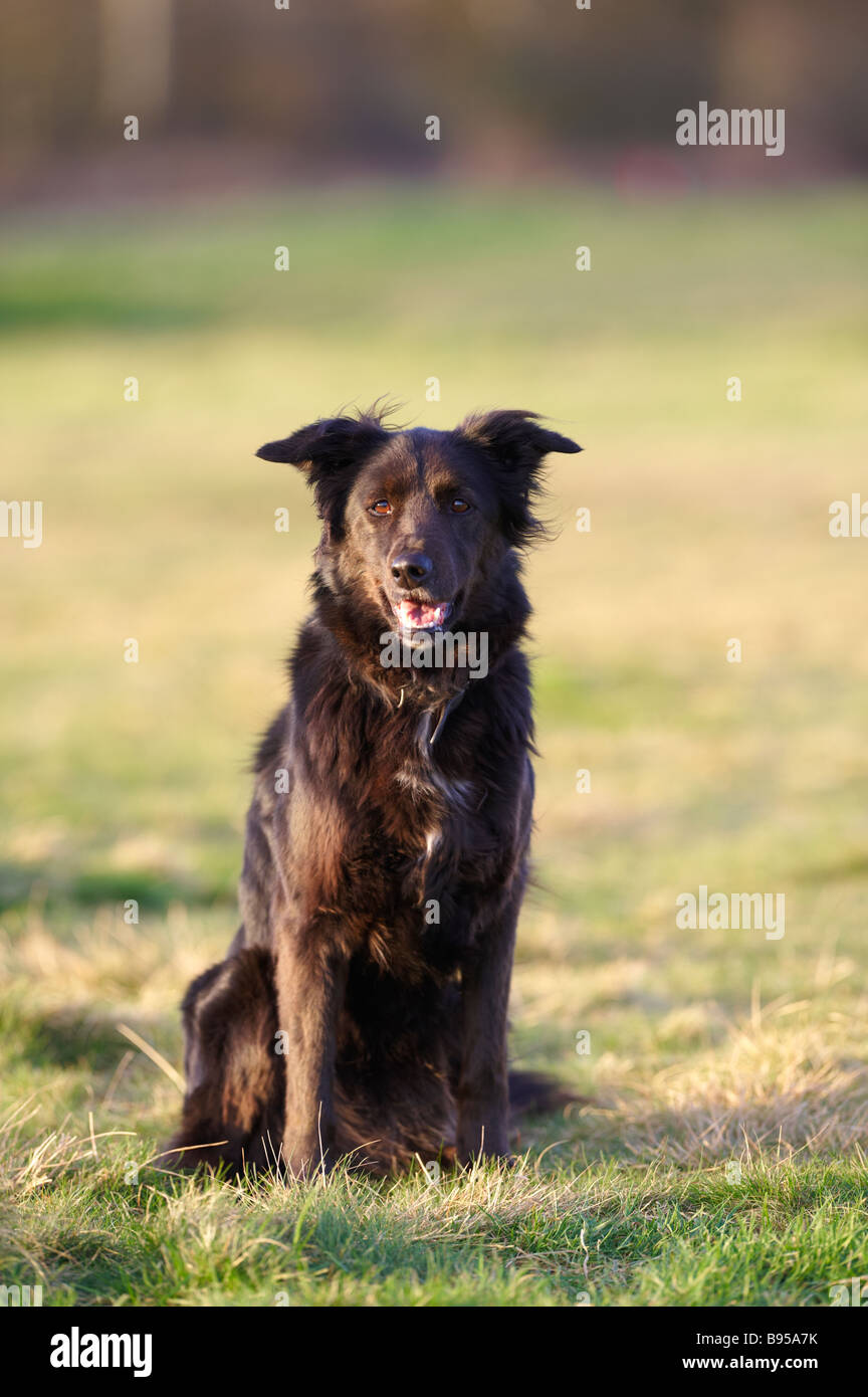 Black collie / Alsatian cross dog sitting on grass outside Stock Photo