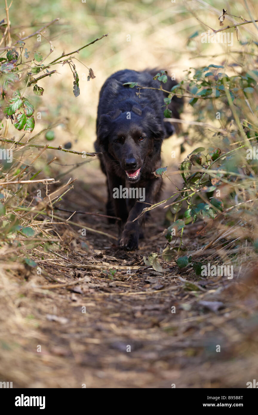 Black collie / Alsatian cross dog walking through undergrowth outside Stock Photo