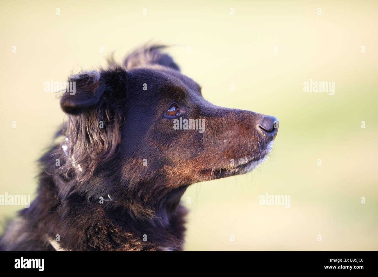 Black collie / Alsatian cross dog sitting on grass outside showing side of face profile Stock Photo