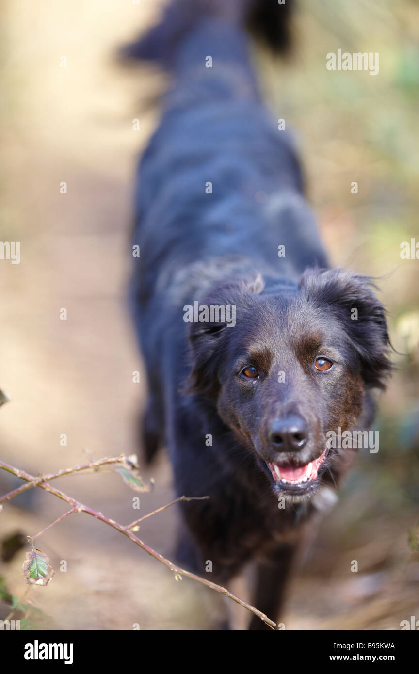 Black collie / Alsatian cross dog walking through undergrowth outside Stock Photo