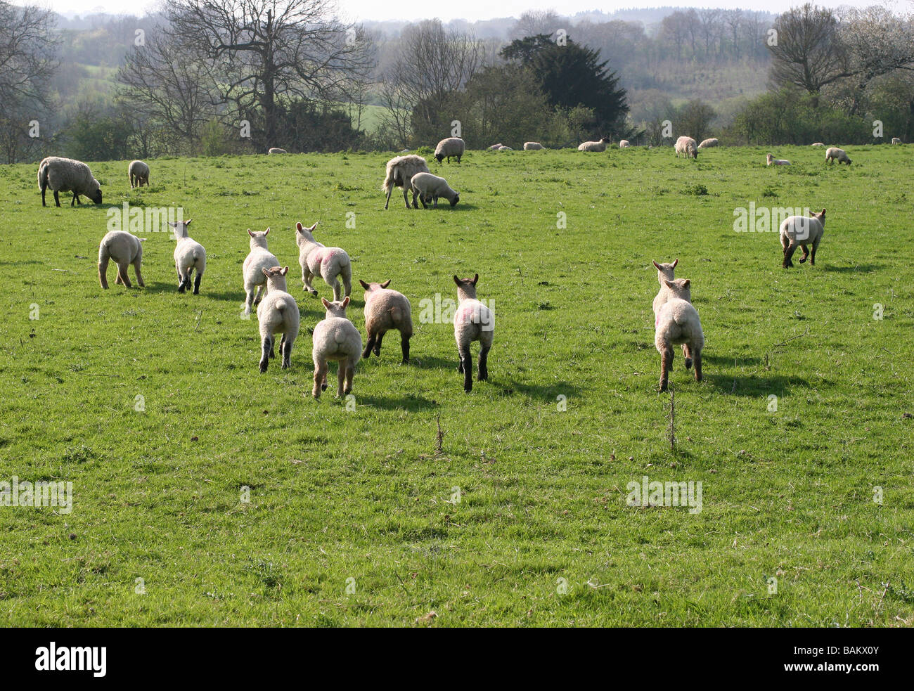 Lambs and sheep running away from camera Hucking Kent England Stock Photo