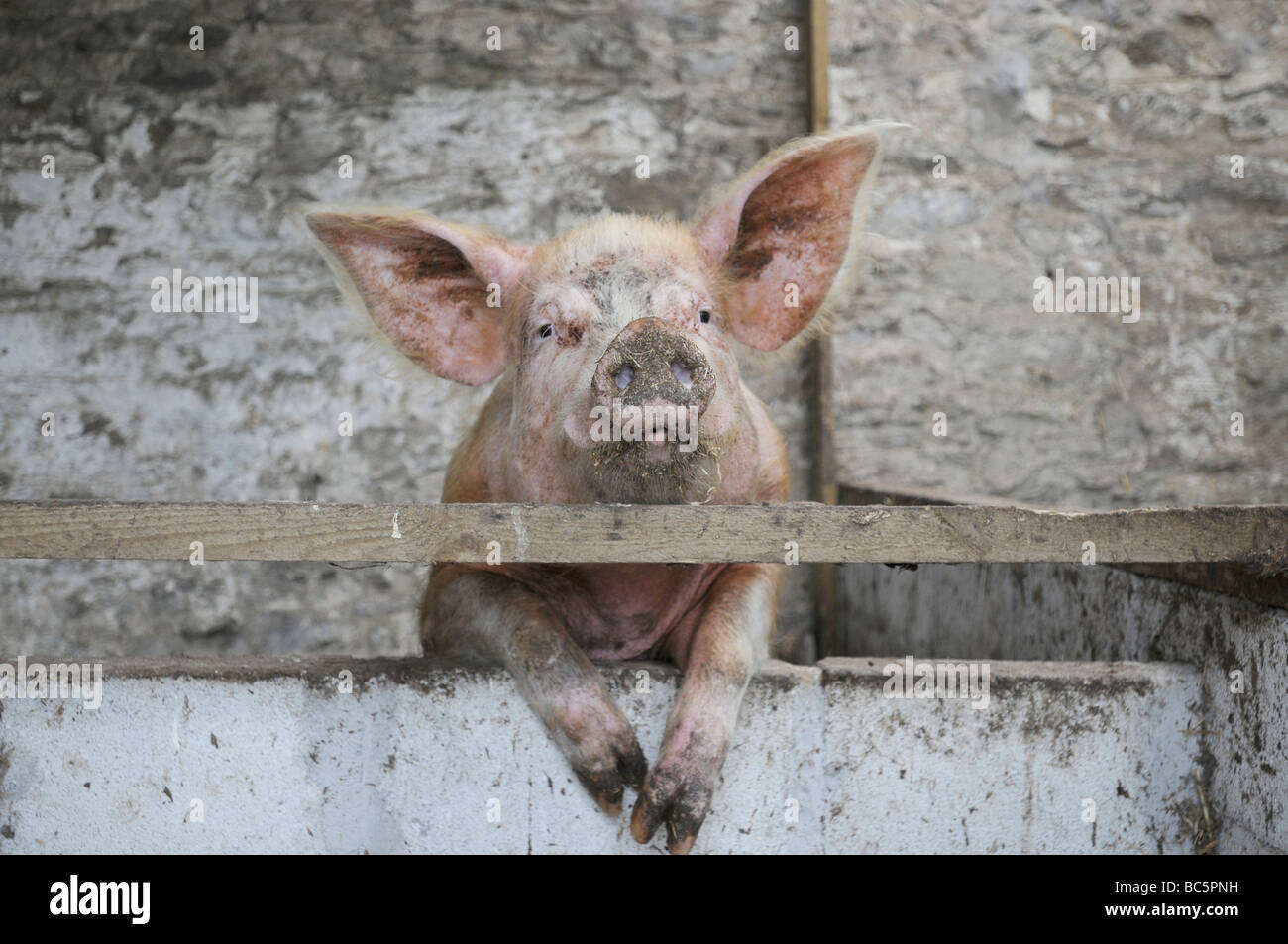 A  Cornish pig in her sty Stock Photo