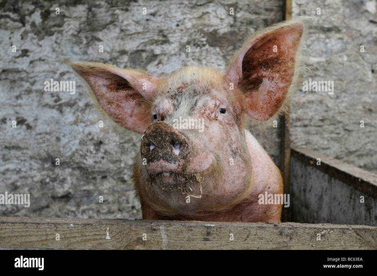 A  Cornish pig in her sty Stock Photo