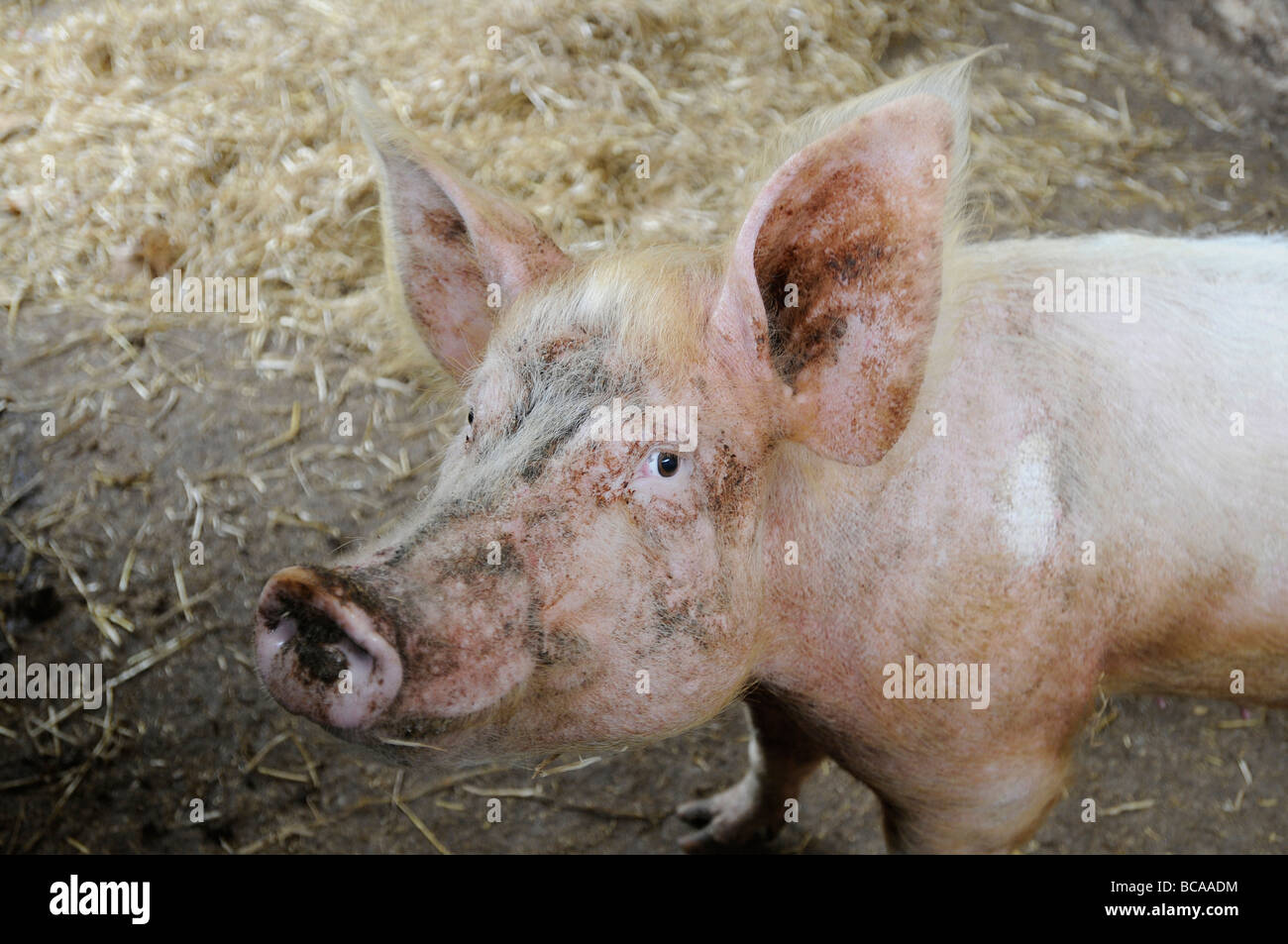 A  Cornish pig in her sty Stock Photo