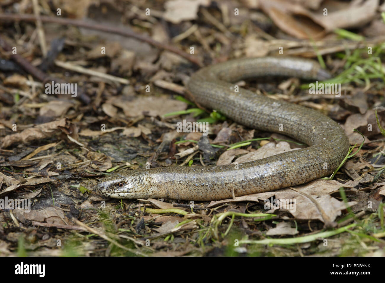 Blindschleiche blindworm (Anguis fragilis) Stock Photo