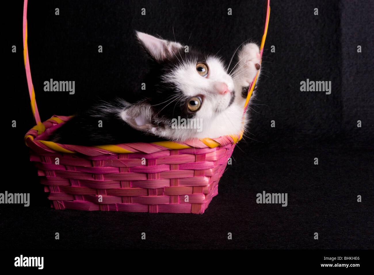 Cat in basket Stock Photo