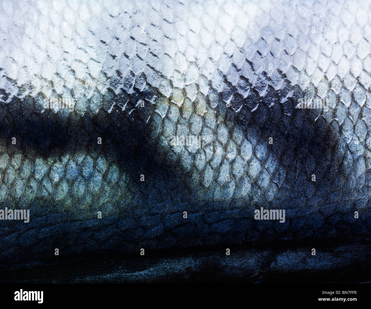 Close-up of Mackerel fish scales showing detail and pattern. Stock Photo