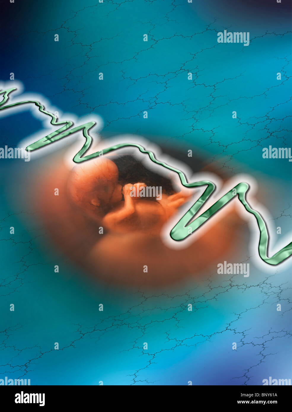 Life - Human fetus and heartbeat Stock Photo