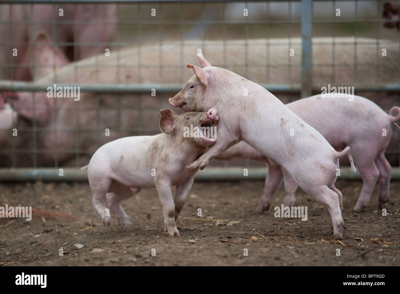 Piglets play fighting Stock Photo