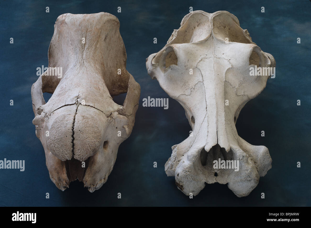 Old school science lab specimen big game skull - Indian Rhinoceros and African Hippopotamus skulls side by side Stock Photo