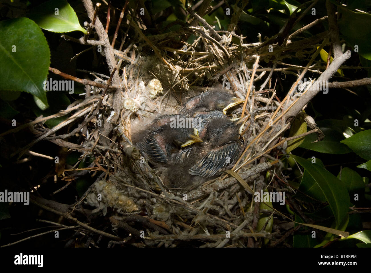 Three Very Young Northern Mockingbird Chicks in Nest Stock Photo