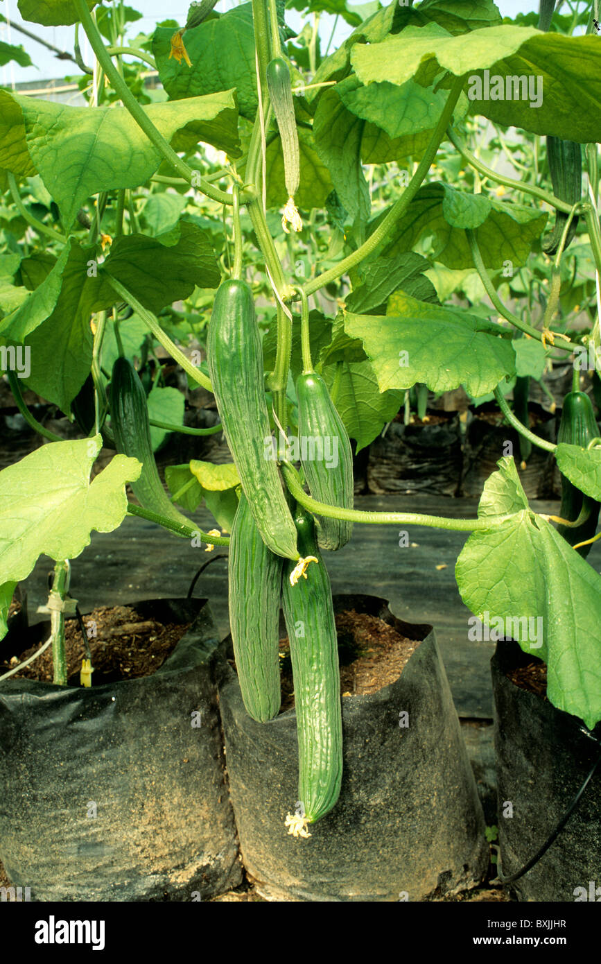 Hydroponic Cucumbers 'Raja' variety. Stock Photo