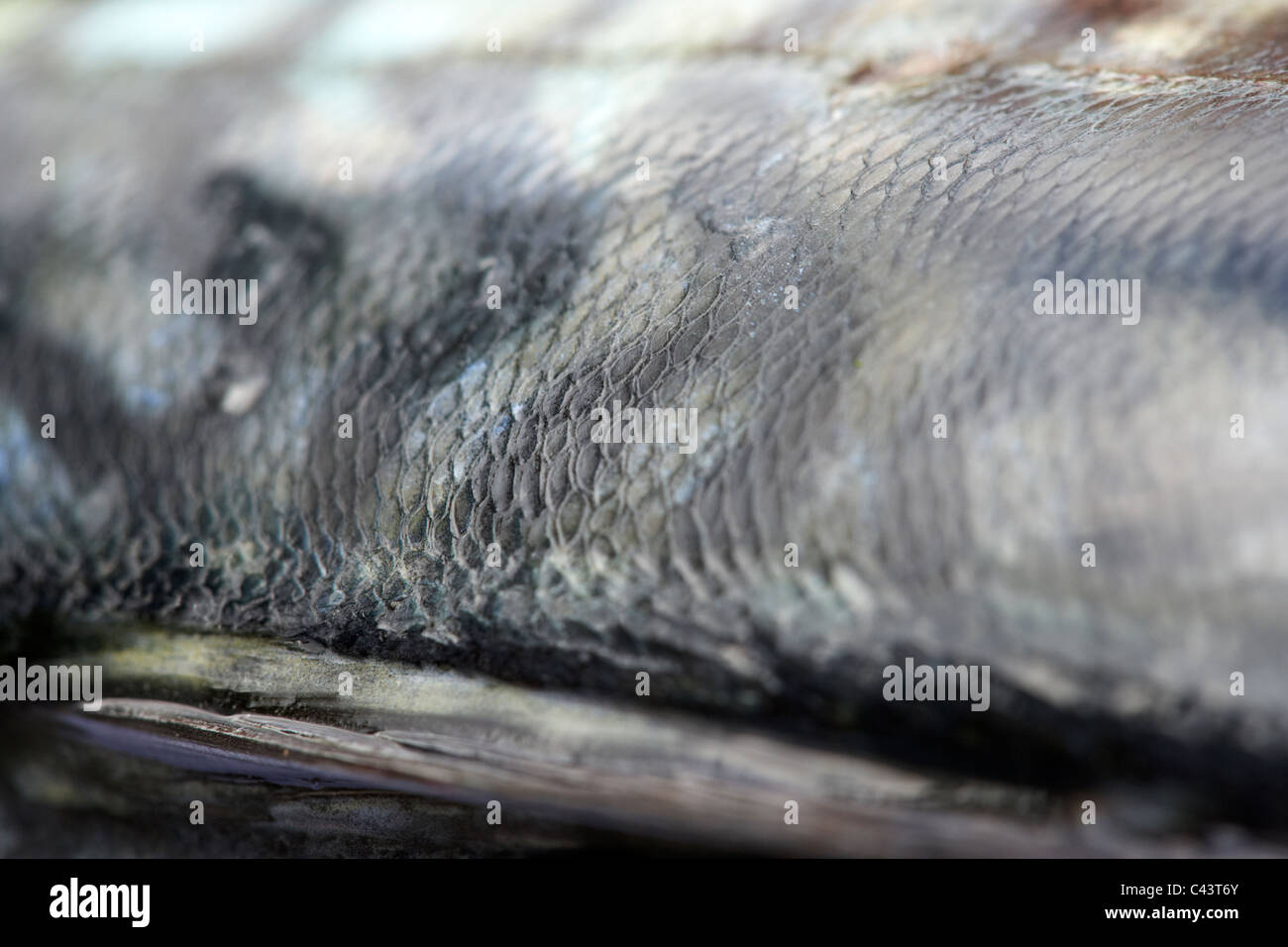 side scales on freshly caught mackerel fish on a plastic cutting board Stock Photo