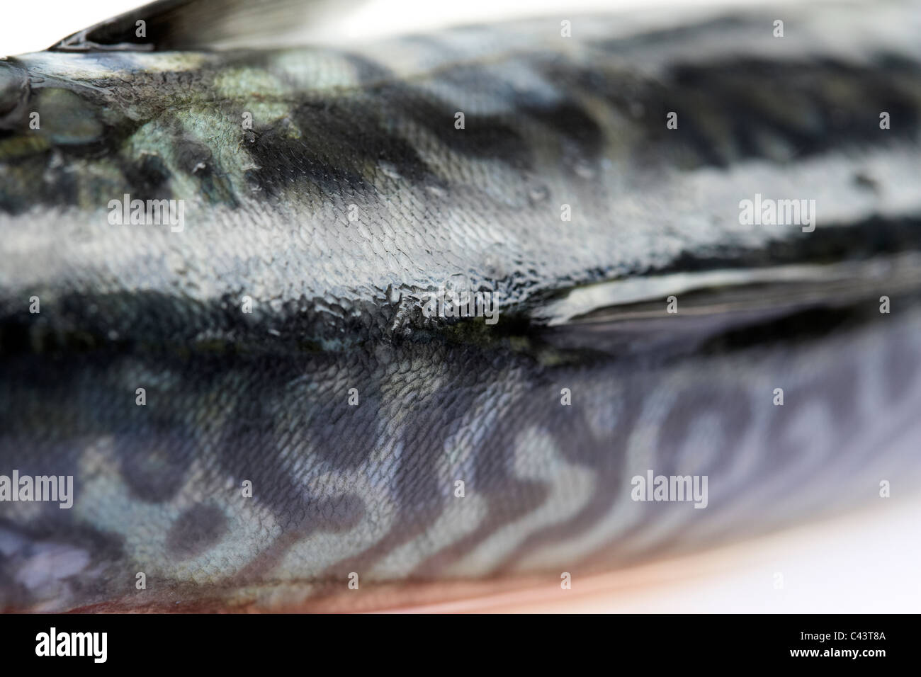 back top scales on freshly caught mackerel fish on a plastic cutting board Stock Photo