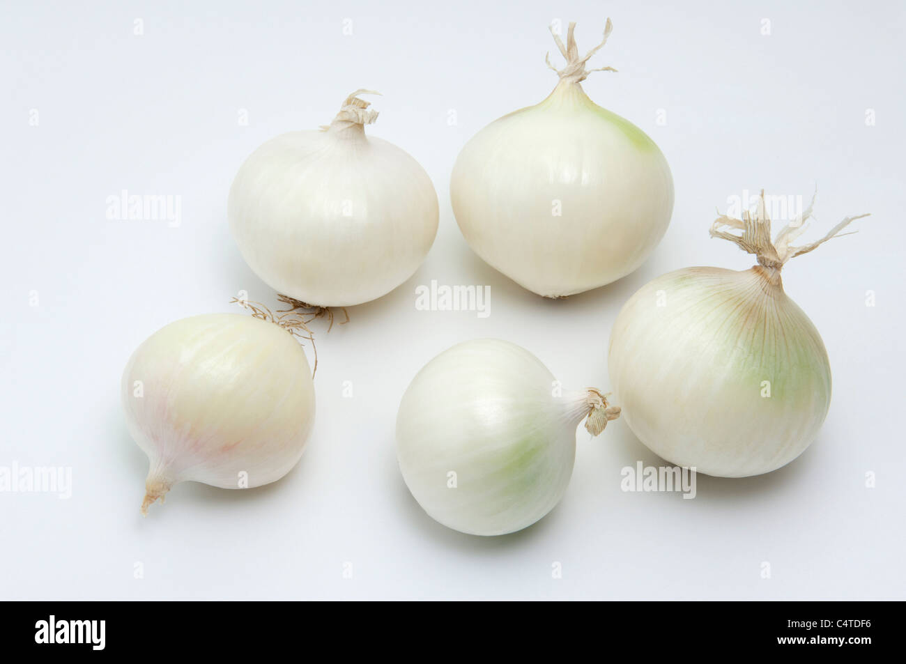 Garden Onion (Allium cepa). Five white onions. Studio picture against a white background. Stock Photo