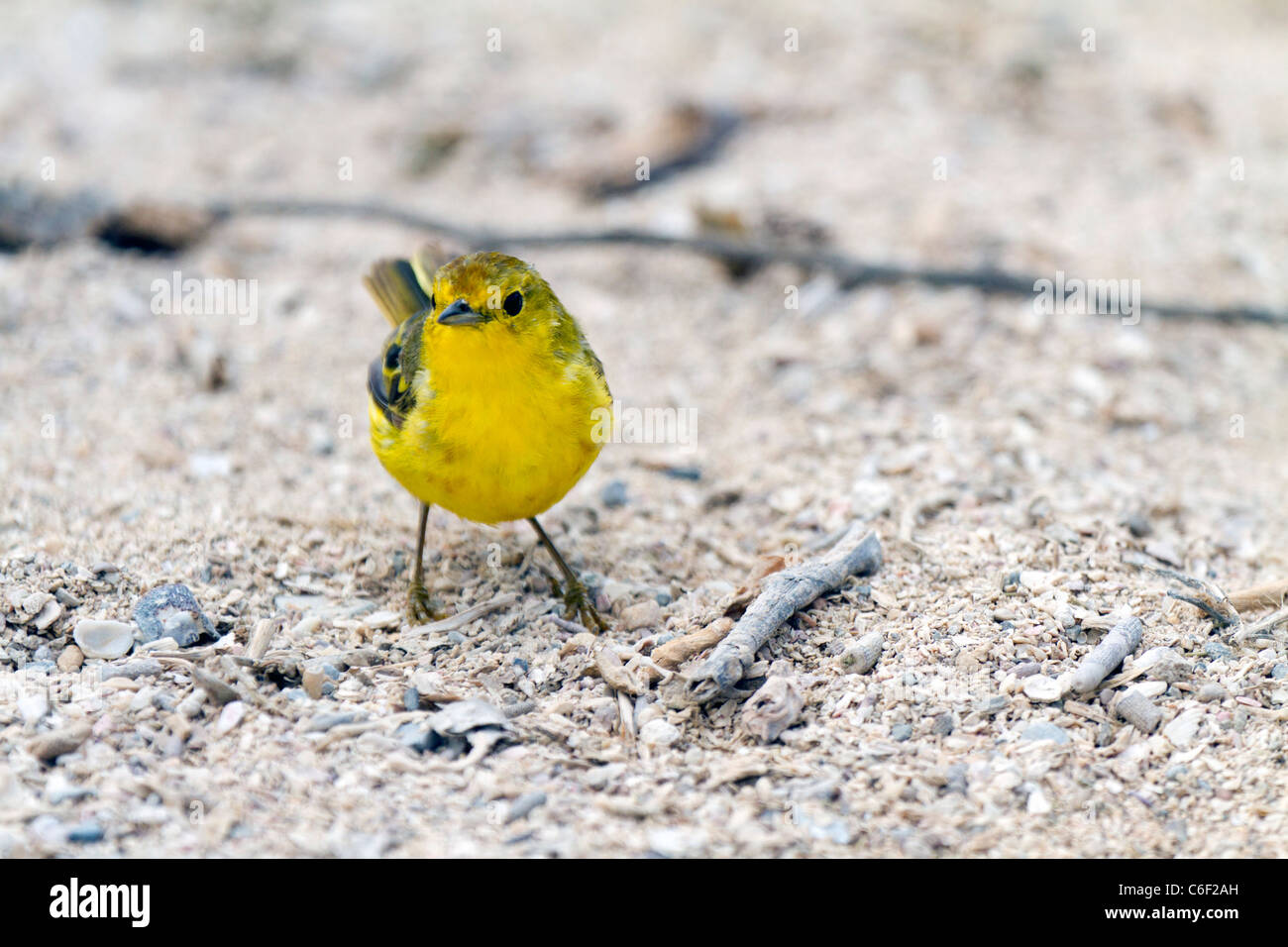 Male yellow warbler, Punta Suarez, Espanola Island, Galapagos Stock ...