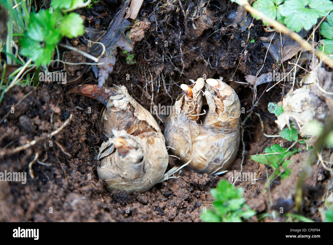 planting daffodil flower bulbs in a garden in the uk Stock Photo