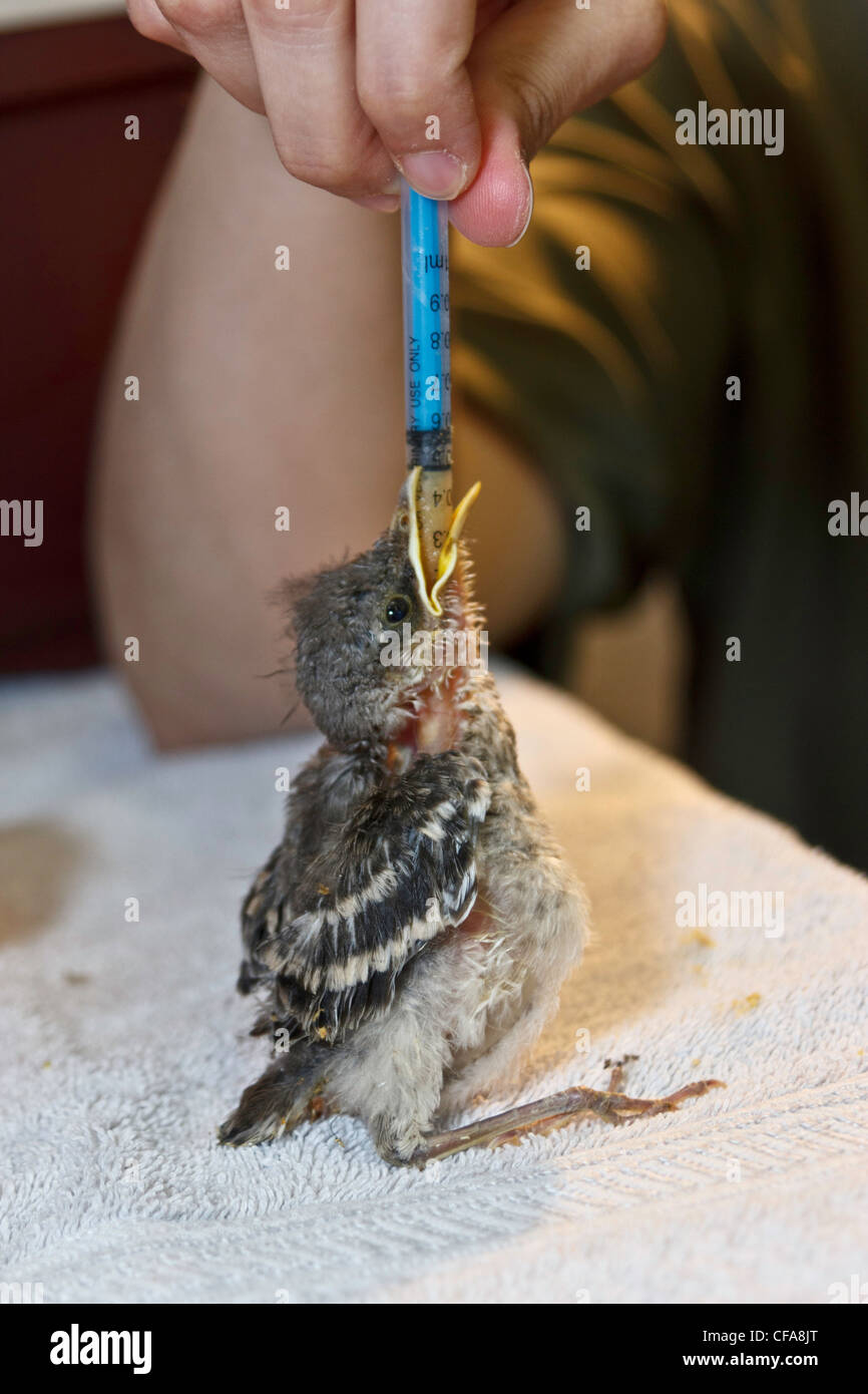 animal love, animal shelter, baby mockingbird, care, feeding, protection, Richardson, Texas, USA Stock Photo