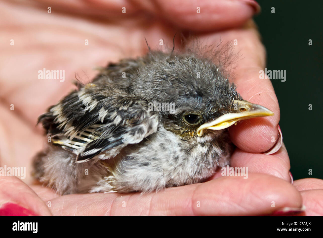 animal love, animal shelter, baby mockingbird, care, protection, Richardson, Texas, USA Stock Photo