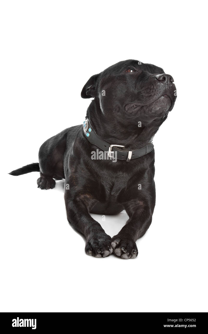 Staffordshire Bull Terrier in front of a white background Stock Photo