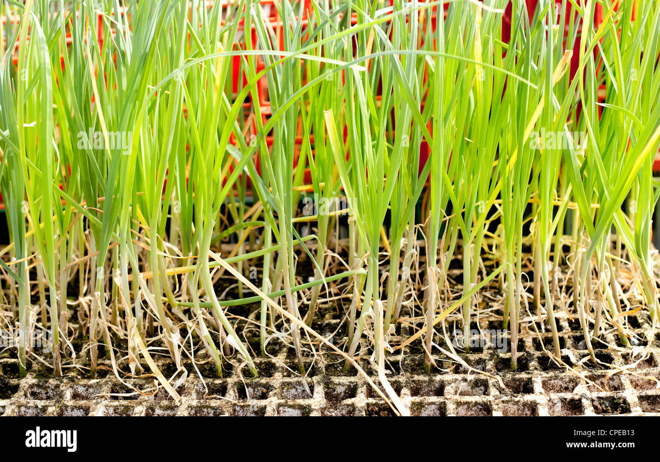 Garlic onion sprouts plants prepared to field planting Stock Photo