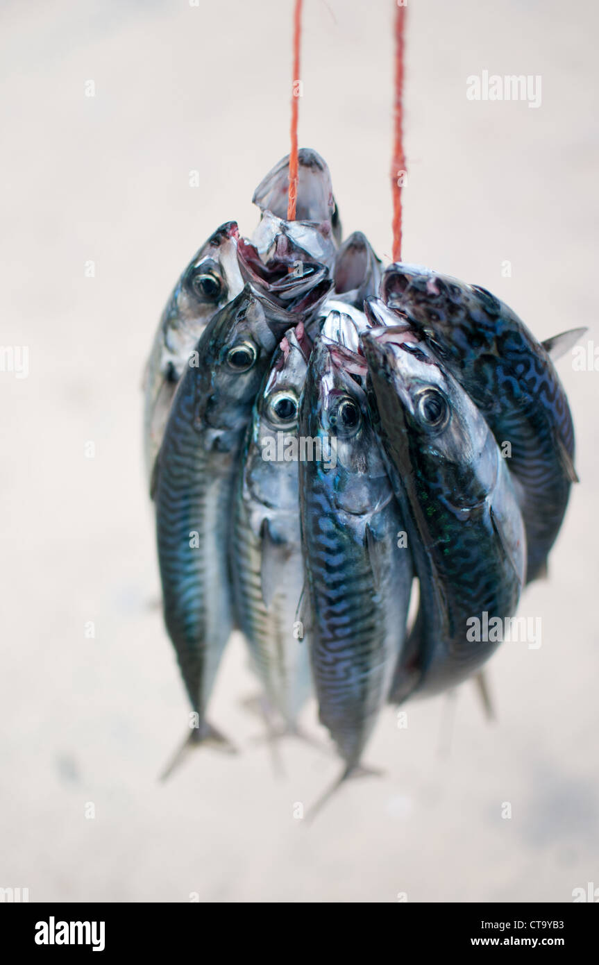 mackerel Stock Photo