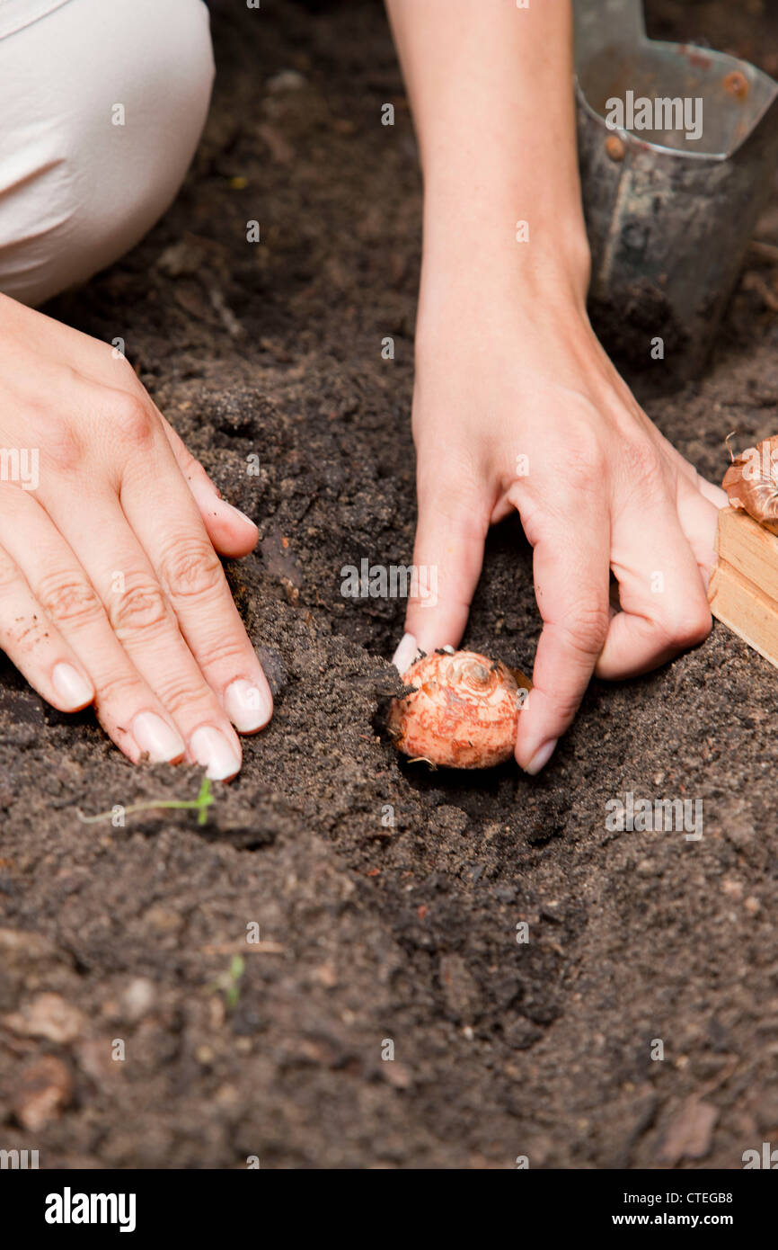 Woman planting gladiolus bulbs Stock Photo