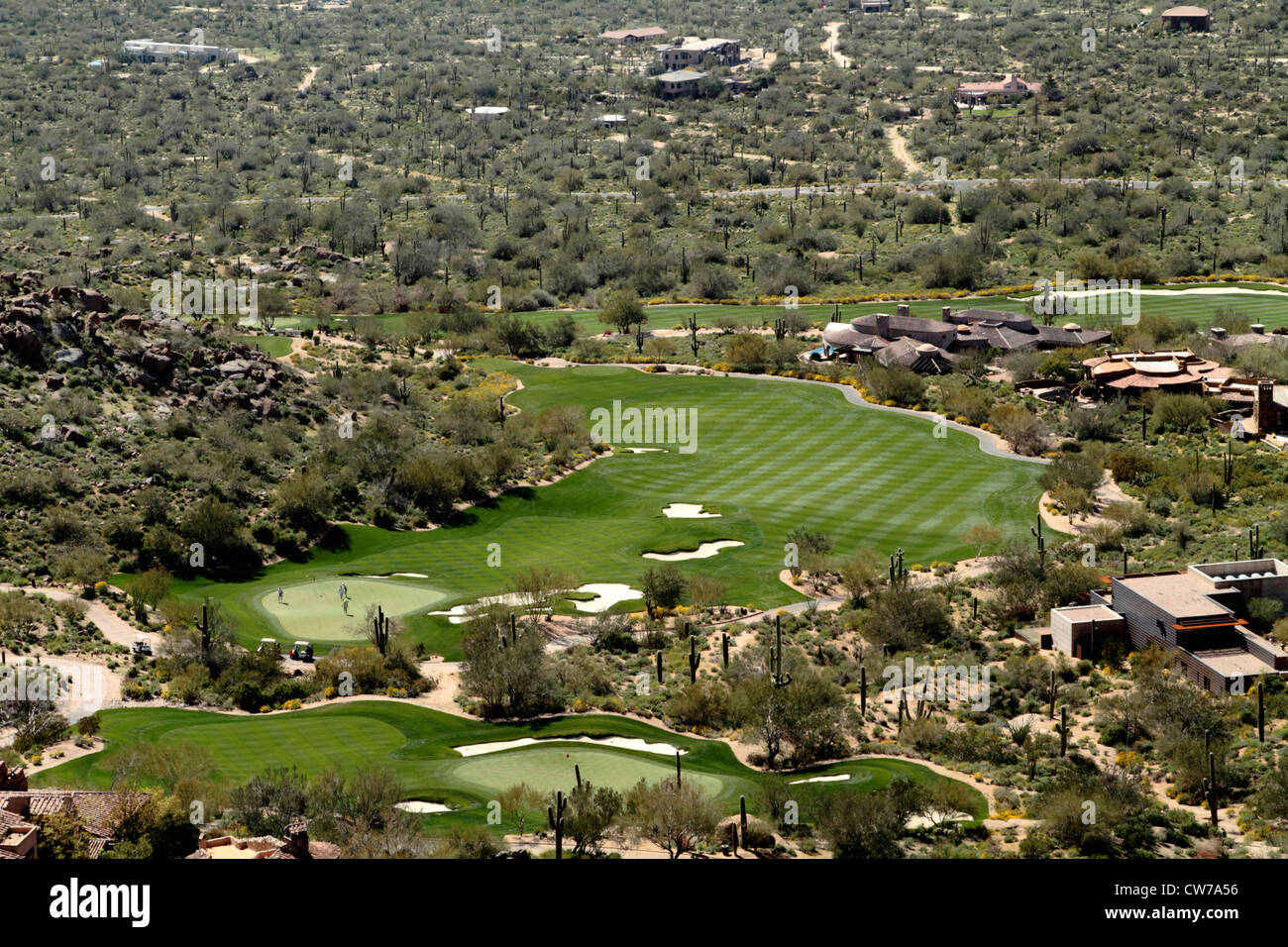 Saguaro (Carnegiea gigantea), golf course at Pinnacle Park in landscape with saguaros, USA, Arizona, Phoenix Stock Photo