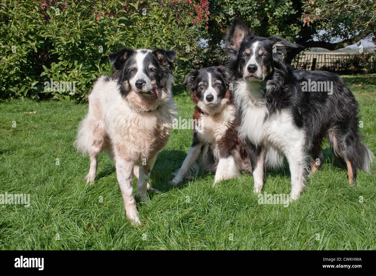 three border collies Stock Photo