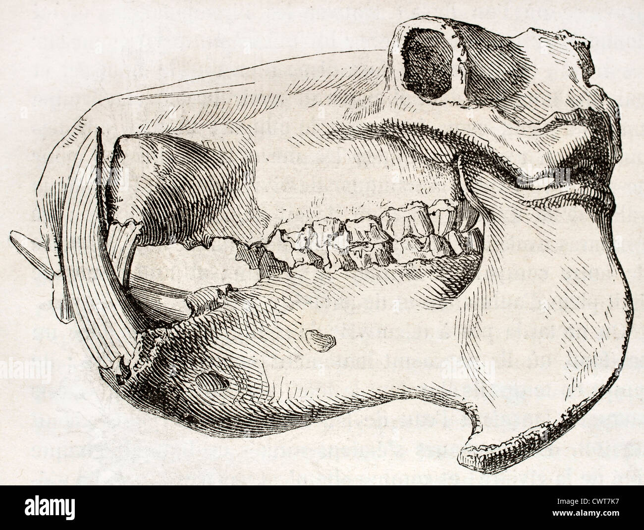 Hippopotamus skull Stock Photo