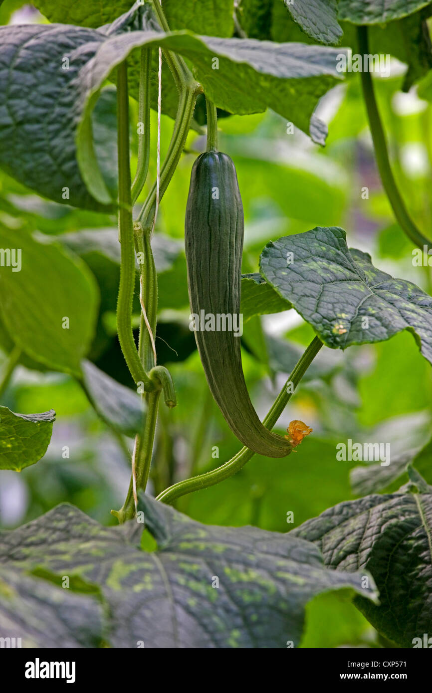 Cucumber (Cucumis sativus) growing on vine Stock Photo