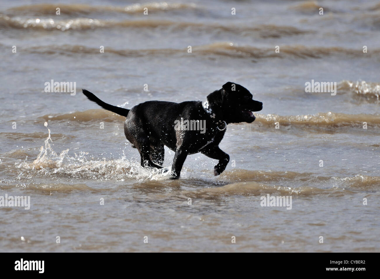 Black Staffordshire Bull Terrier running in sea at waters edge Stock Photo