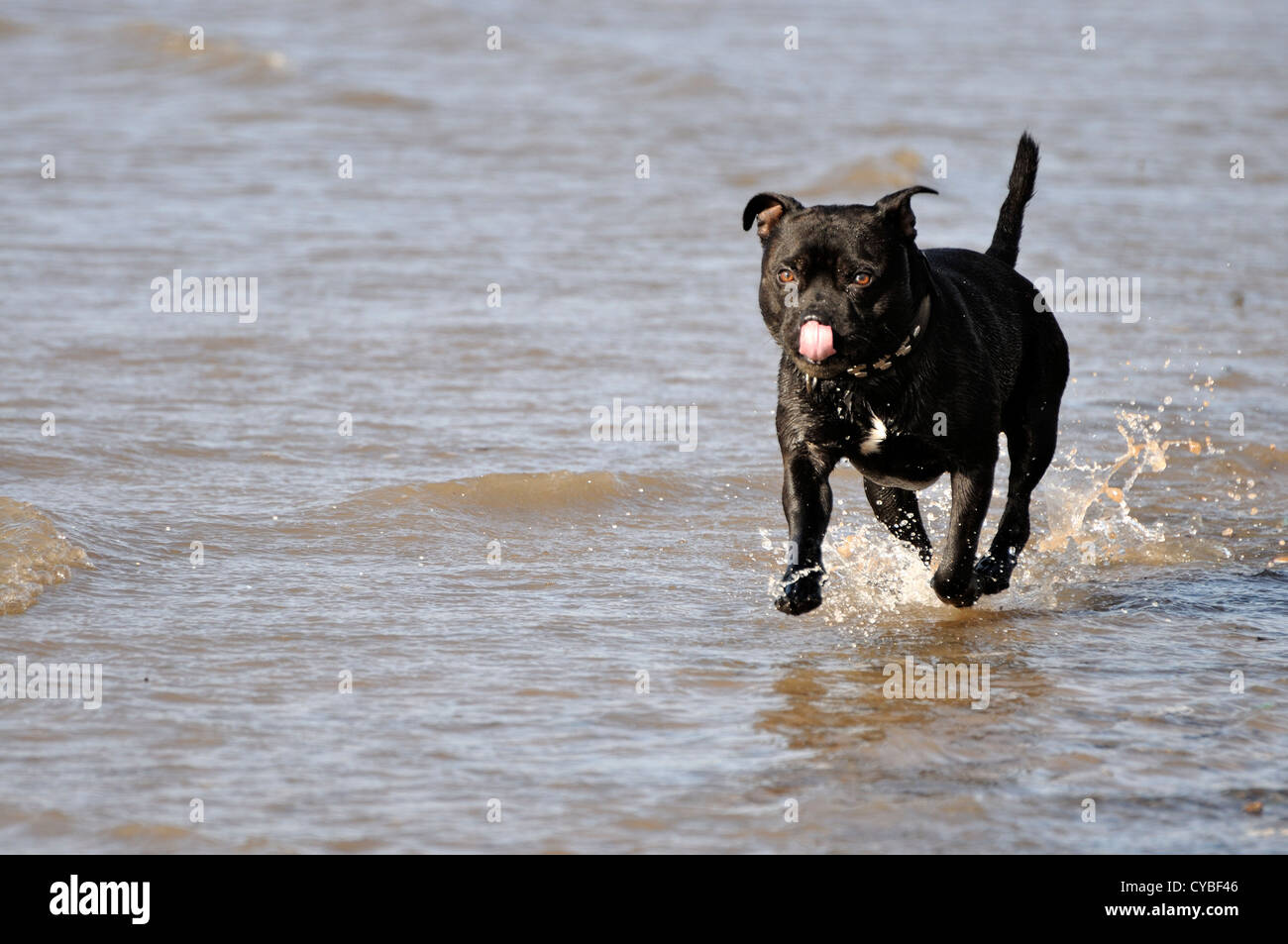 Black Staffordshire Bull Terrier running at waters edge towards camera with pink tongue curled back to nose Stock Photo