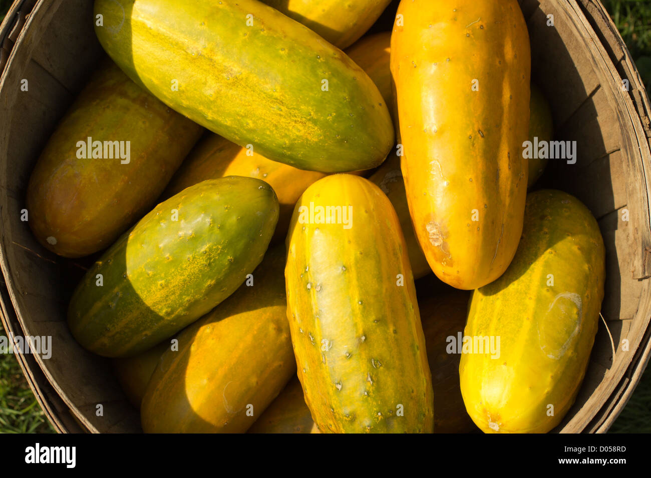 basket of yellow cucumbers Stock Photo