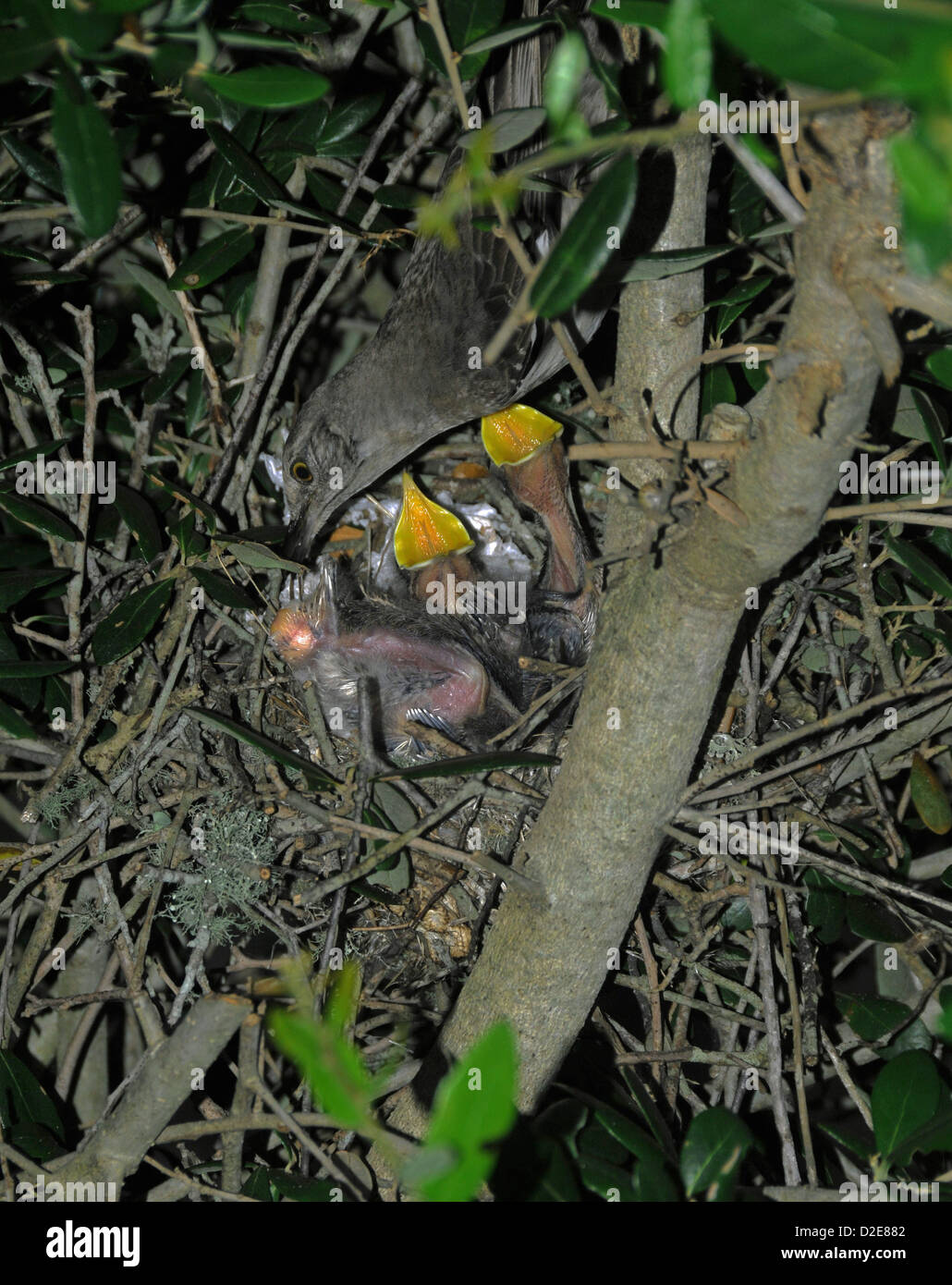 Very young mockingbirds in nest at Emerald Isle North Carolina Stock Photo