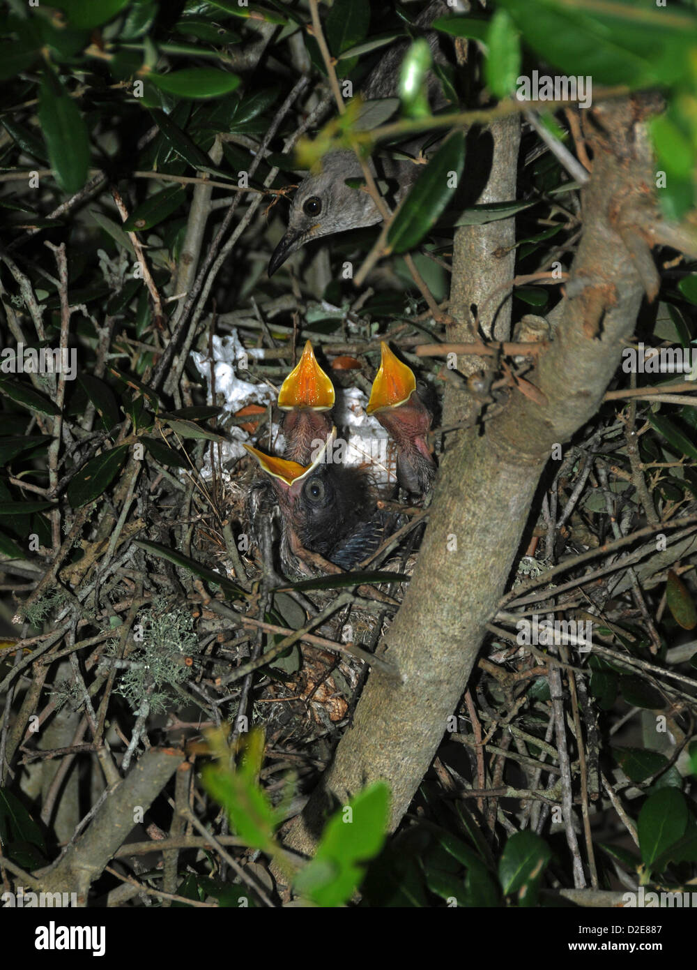 Very young mockingbirds in nest at Emerald Isle North Carolina Stock Photo