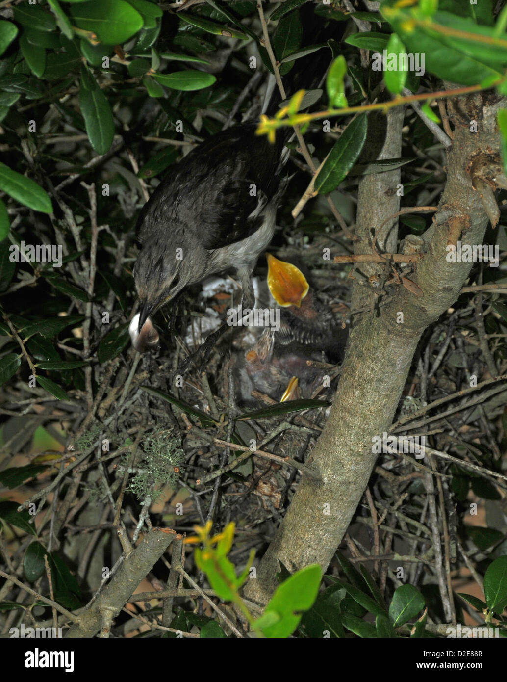 Very young mockingbirds in nest at Emerald Isle North Carolina Stock Photo