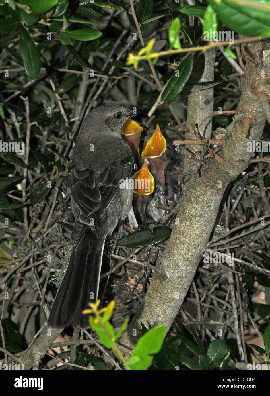 Very young mockingbirds in nest at Emerald Isle North Carolina Stock Photo