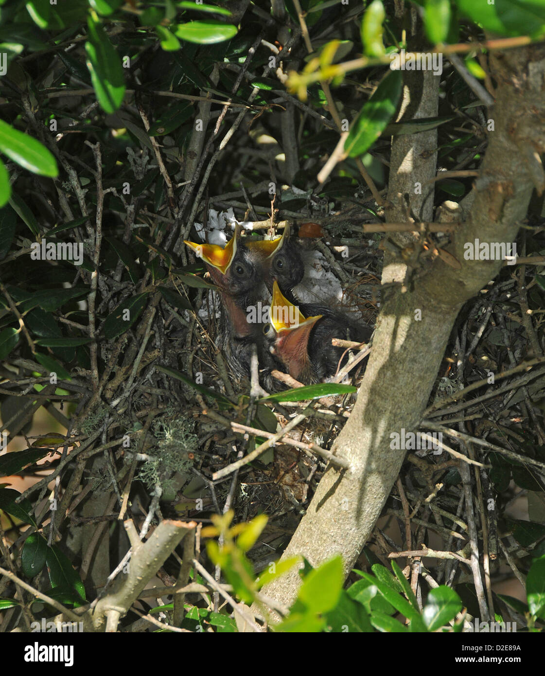 Very young mockingbirds in nest at Emerald Isle North Carolina Stock Photo