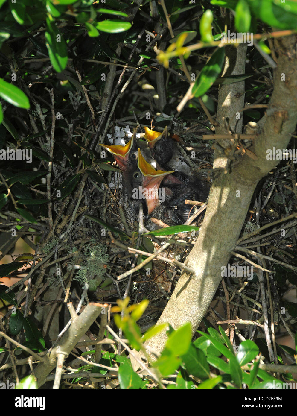 Very young mockingbirds in nest at Emerald Isle North Carolina Stock Photo