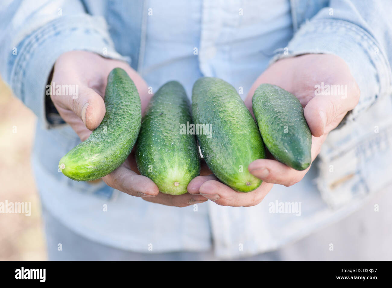 Man showing a bunch of organic grown cucumbers Stock Photo