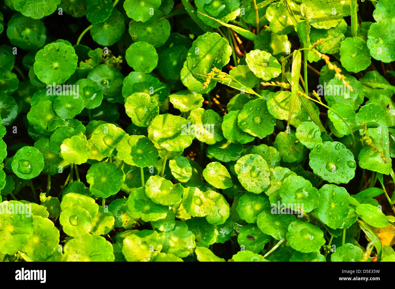 Centella asiatica Stock Photo